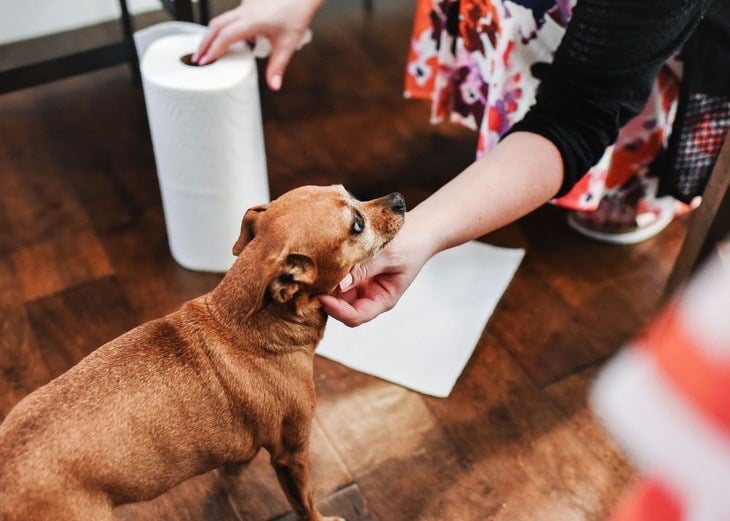 Papertowels and the dog